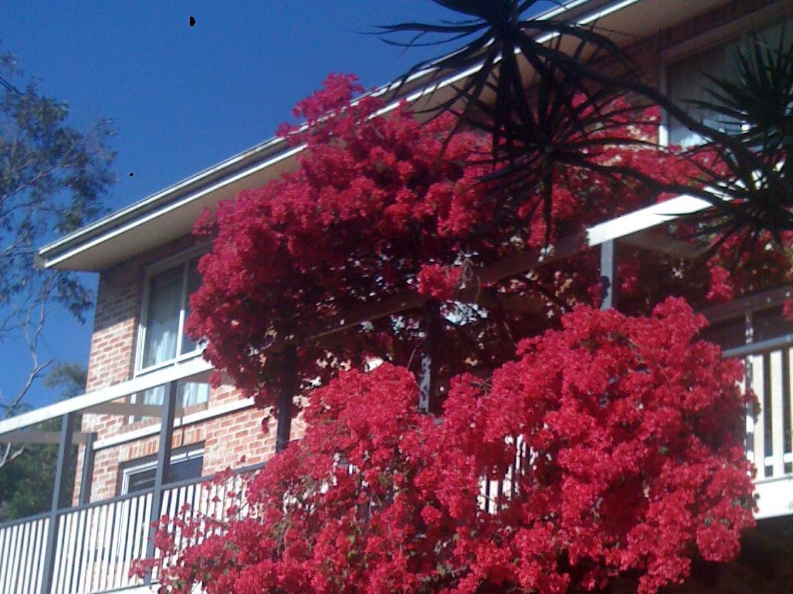 Linley House Bed & Breakfast Sydney Luaran gambar